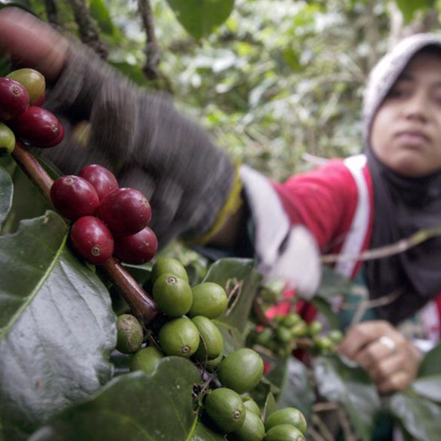 Boot Indonesia Sumatra Organic Espresso 1000 gr.