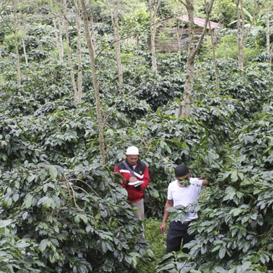 Boot Indonesia Sumatra Organic Espresso 1000 gr.
