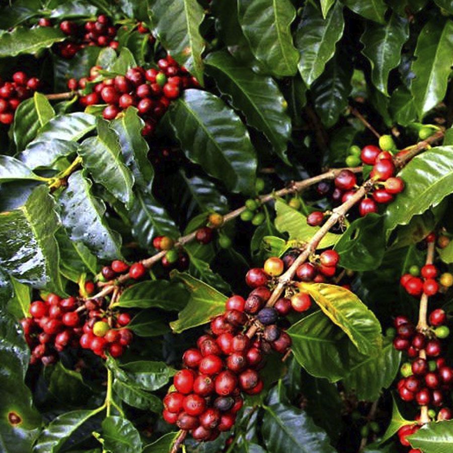 Boot Indonesia Sumatra Organic Espresso 1000 gr.