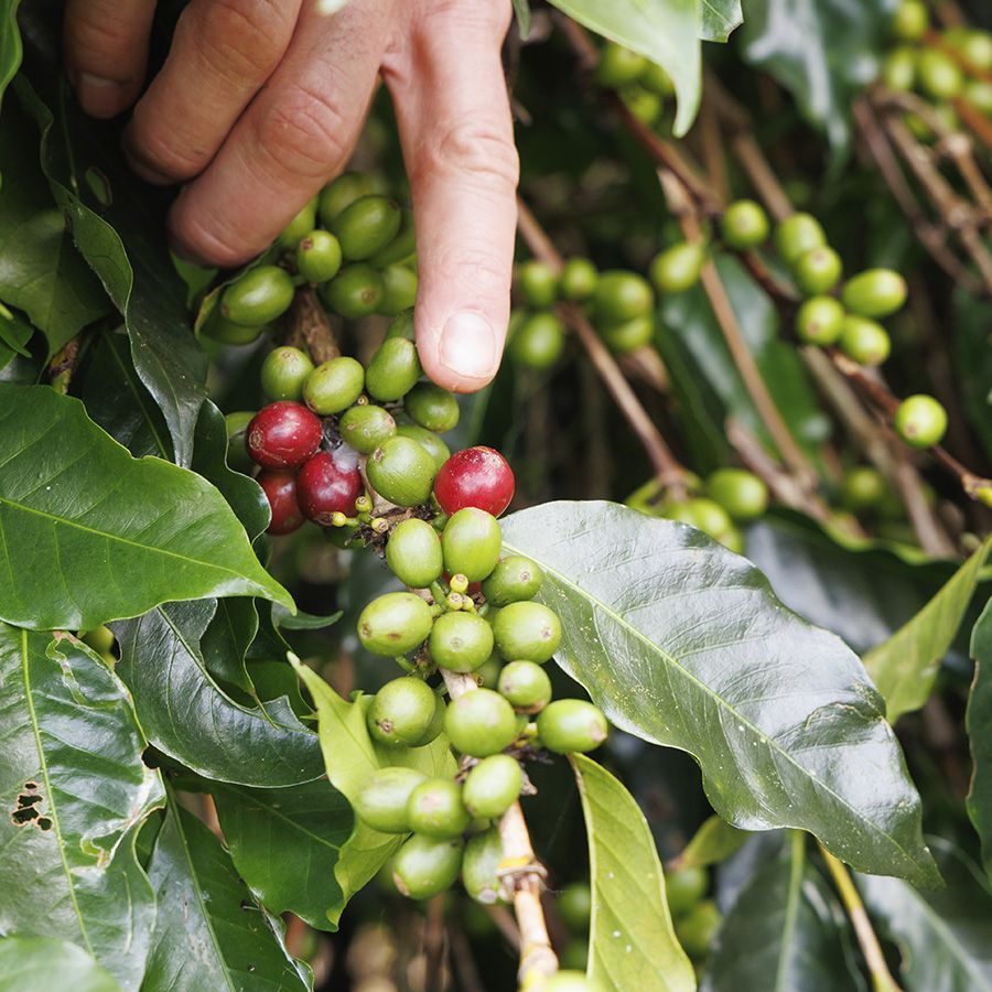 Boot Indonesië Sumatra Ketiara Organic Espresso 1000 gr.
