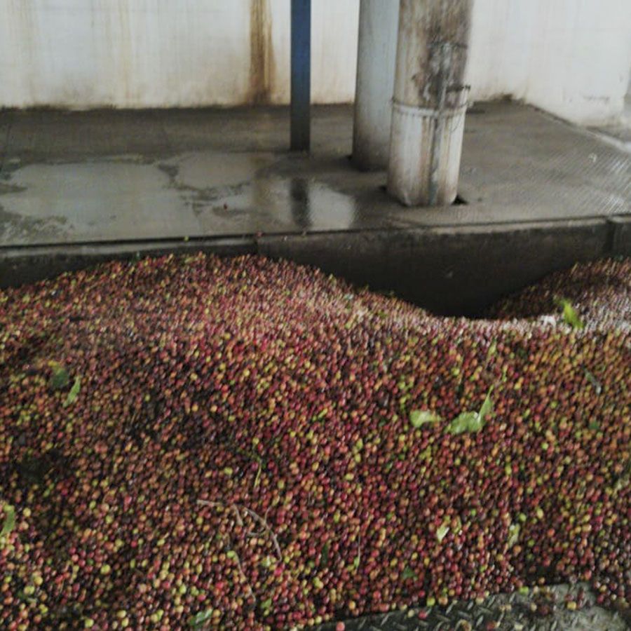 Boot Indonesia Sumatra Organic Espresso 1000 gr.