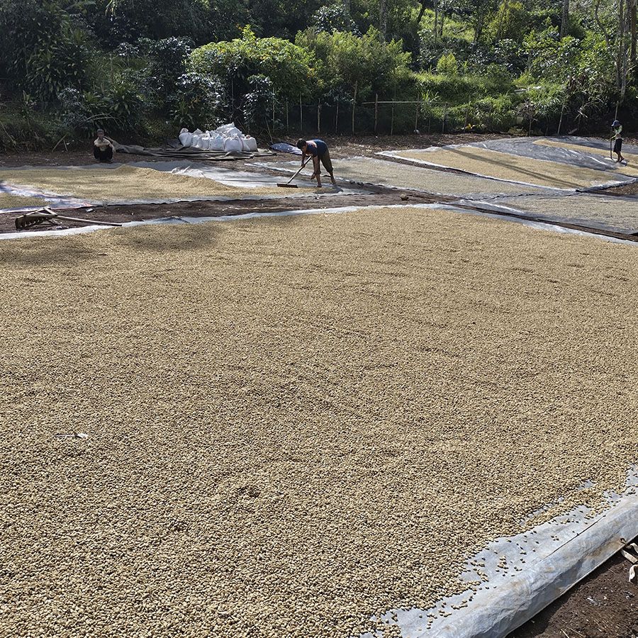 Boot *NIEUW - Indonesië Java Sindoro & Sunda Tilu Espresso, 1000 gr